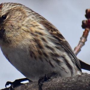 Common Redpoll