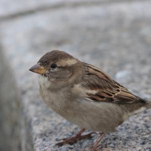 House Sparrow