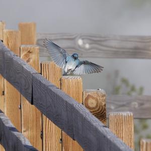 Mountain Bluebird