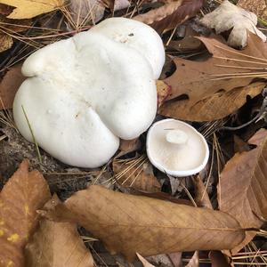 Sweetbread Mushroom