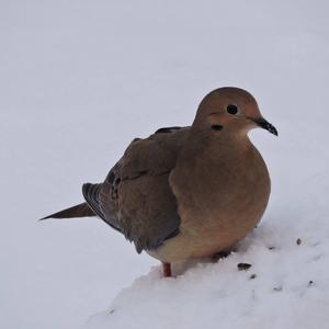 Mourning Dove