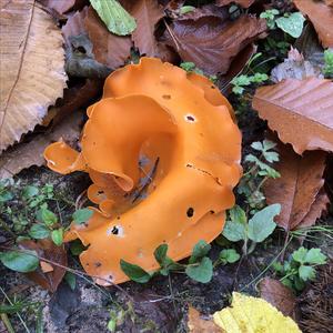 Orange Peel Fungus