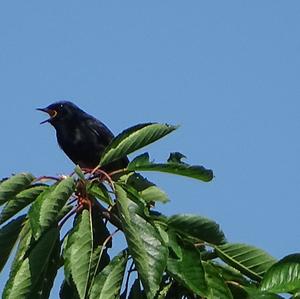 Black Redstart