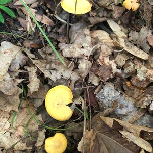 Chanterelle, Common