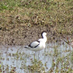 Pied Avocet