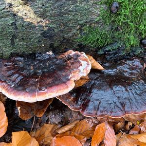 Red-belted Polypore