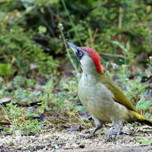 Eurasian Green Woodpecker