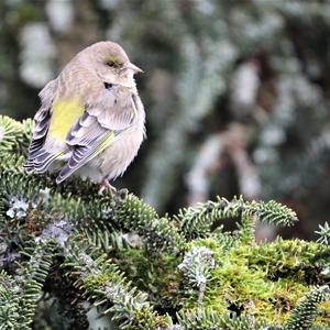 European Greenfinch