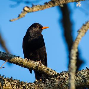 Eurasian Blackbird