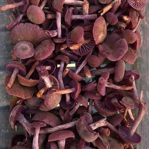 Amethyst Deceiver