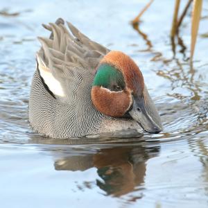 Common Teal