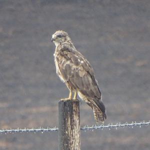 Mäusebussard