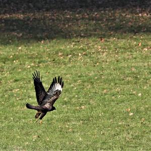 Mäusebussard