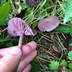 Amethyst Deceiver