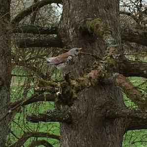 Fieldfare