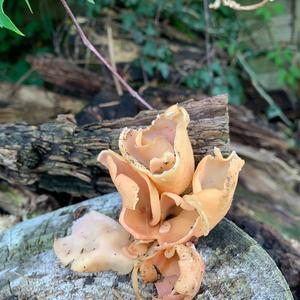 Lemon Peel Fungus