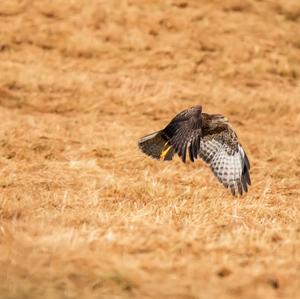 Common Buzzard