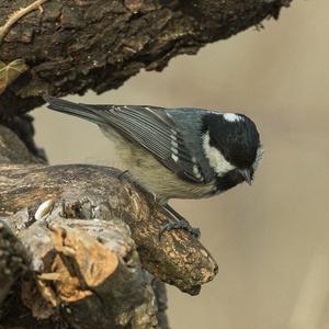 Coal Tit