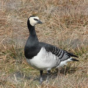 Barnacle Goose