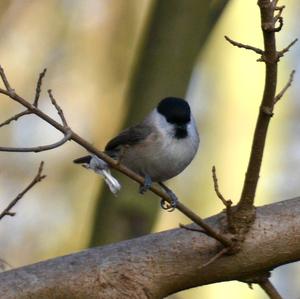 Willow Tit