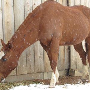 Quarter-Pony