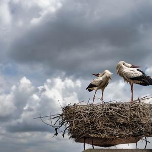 White Stork