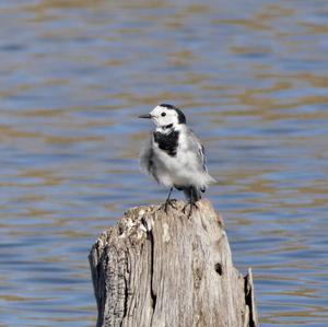 White Wagtail