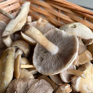 Fairy Ring Mushroom