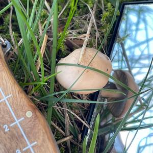 Fairy Ring Mushroom