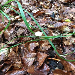 Garlic Marasmius