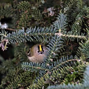 Goldcrest