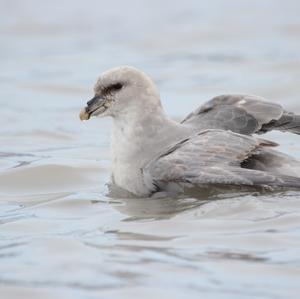 Eissturmvogel