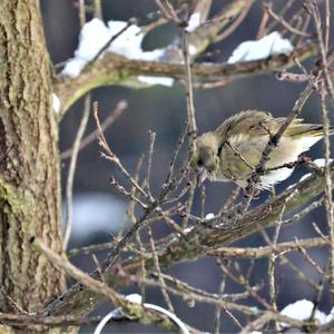 European Greenfinch