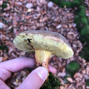 Bay Bolete