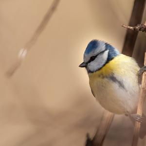 Blue Tit