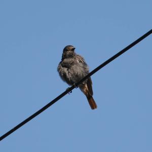 Black Redstart