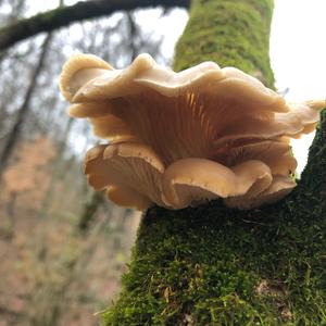 Oyster Mushroom