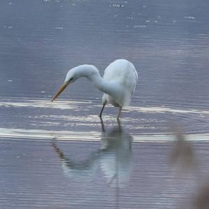 Great Egret