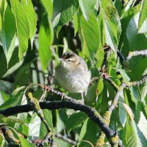 Sedge Warbler