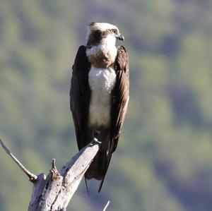 Osprey