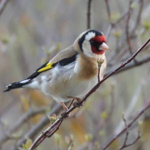 European Goldfinch