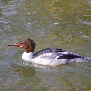 Common Merganser