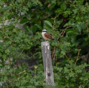 Red-backed Shrike