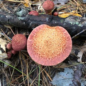 Suillus collinitus 