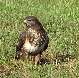 Common Buzzard