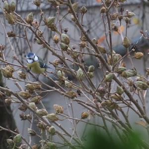 Blue Tit