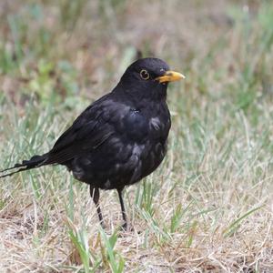 Eurasian Blackbird