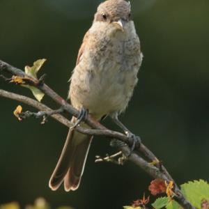 Red-backed Shrike