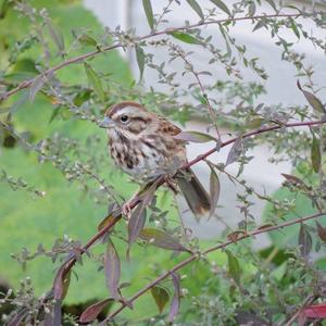 Song Sparrow