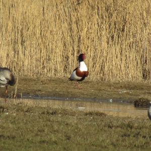 Common Shelduck